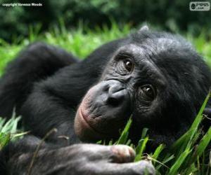 yapboz Bonobo veya pigme şempanze